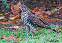 Accipiter striatus